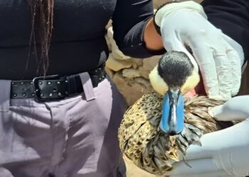 Conaf reporta muerte de seis aves tras derrame de aceite de soya en Parque Nacional Lauca: decenas están en riesgo