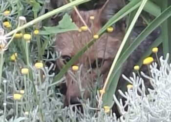 SAG rescata zorro perdido en Las Condes