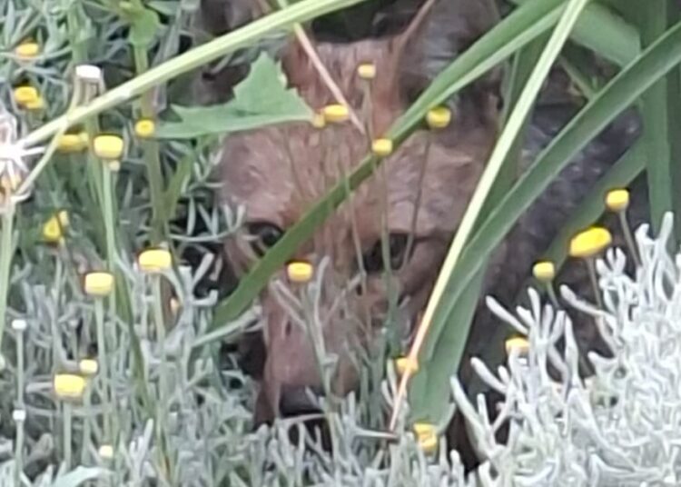 SAG rescata zorro perdido en Las Condes