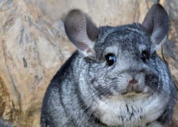 Mayor planta desalinizadora suspende su tramitación ambiental hasta febrero de 2026 para estudiar a chinchilla lanígera