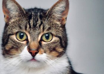 Bajas penas y falta de especialización de los fiscales: radiografía a la Ley Cholito