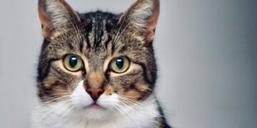 Bajas penas y falta de especialización de los fiscales: radiografía a la Ley Cholito