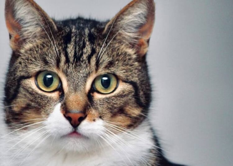 Bajas penas y falta de especialización de los fiscales: radiografía a la Ley Cholito