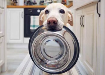 Departamento de Agricultura de EE.UU.: mercado de comida para mascotas en Chile cerrará el año en torno a US$ 1.400 millones