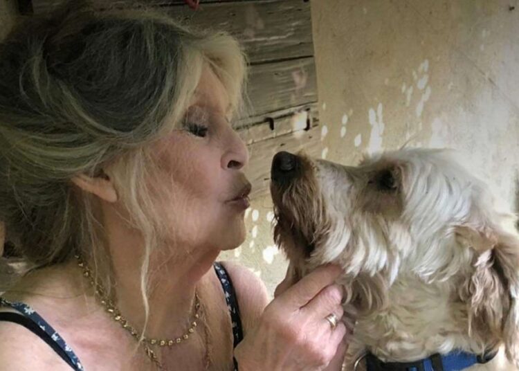 “La fama es maravillosa e insoportable, no me importa que me recuerden”: cómo fueron los años finales de Brigitte Bardot