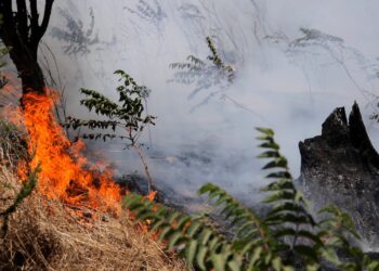 Solicitan evacuar Población 18 de Septiembre de La Serena por incendio forestal