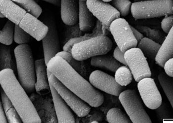 Qué es la cereulida, la toxina que obligó a Nestlé a retirar miles de lotes contaminados de fórmula en Chile y el mundo