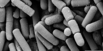 Qué es la cereulida, la toxina que obligó a Nestlé a retirar miles de lotes contaminados de fórmula en Chile y el mundo