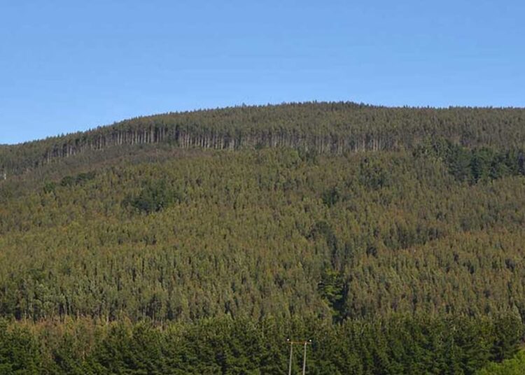 Natureza: CMPC obtiene concesión para terminal portuario en Brasil donde desembolsará cerca de US$170 millones