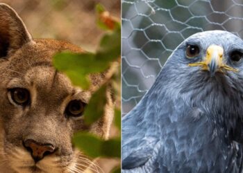 Para aprender de la naturaleza y la fauna silvestre: así es el Refugio Animal Cascada