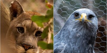 Para aprender de la naturaleza y la fauna silvestre: así es el Refugio Animal Cascada
