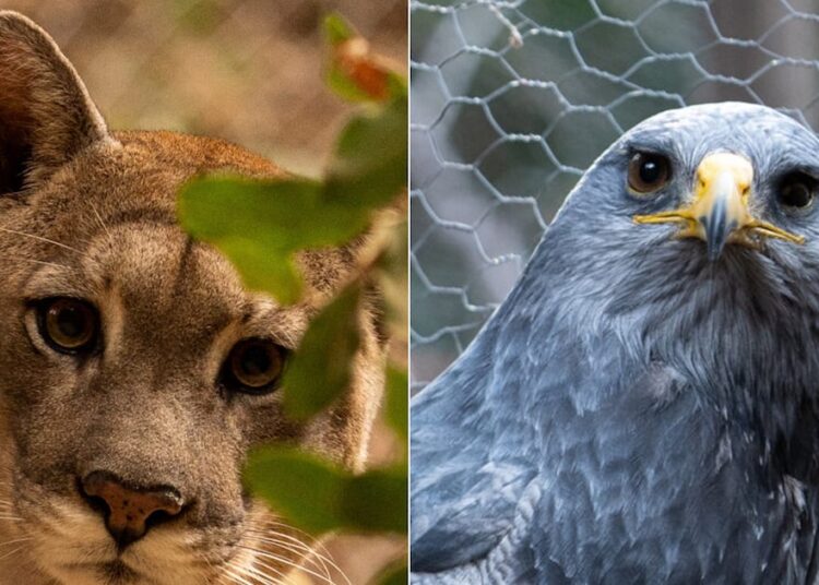 Para aprender de la naturaleza y la fauna silvestre: así es el Refugio Animal Cascada
