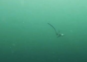 Registro submarino muestra a tiburón “zorro” en Coquimbo