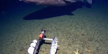Captan a tiburón nadando en gélidas aguas de la Antártica por primera vez