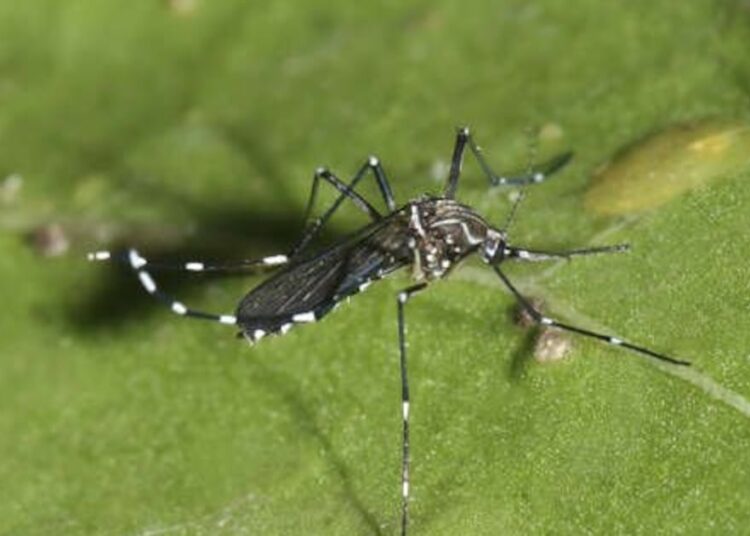 Anuncian cierre temporal de paso fronterizo Cristo Redentor tras detección de mosquito que transmite el dengue