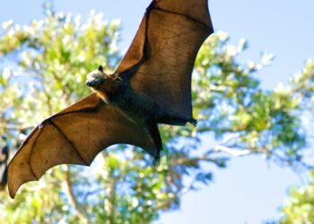 Por qué el virus Nipah es tan peligroso y mortal, según un especialista en enfermedades infecciosas