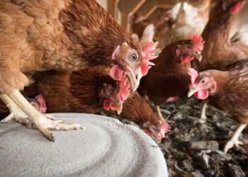 SAG confirma casos de influenza aviar H5N1 en aves silvestres de la Región de Valparaíso: fueron halladas en humedal El Yali