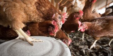 SAG confirma casos de influenza aviar H5N1 en aves silvestres de la Región de Valparaíso: fueron halladas en humedal El Yali