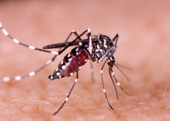 Confirman primer caso autóctono de dengue en Isla de Pascua desde 2024