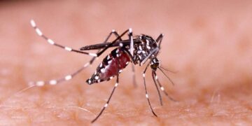 Confirman primer caso autóctono de dengue en Isla de Pascua desde 2024