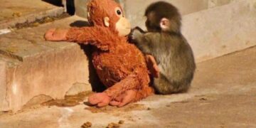 No es solo Punch: 6 animales huérfanos que encontraron consuelo en peluches