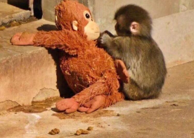 No es solo Punch: 6 animales huérfanos que encontraron consuelo en peluches